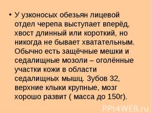 У узконосых обезьян лицевой отдел черепа выступает вперёд, хвост длинный или кор