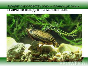 Вредят рыболовству жуки – плавунцы: они и их личинки нападают на мальков рыб. Вр