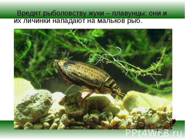 Вредят рыболовству жуки – плавунцы: они и их личинки нападают на мальков рыб. Вредят рыболовству жуки – плавунцы: они и их личинки нападают на мальков рыб.