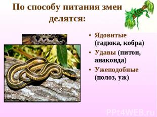 По способу питания змеи делятся: Ядовитые (гадюка, кобра) Удавы (питон, анаконда