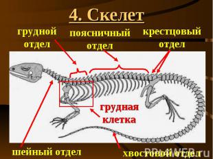 4. Скелет