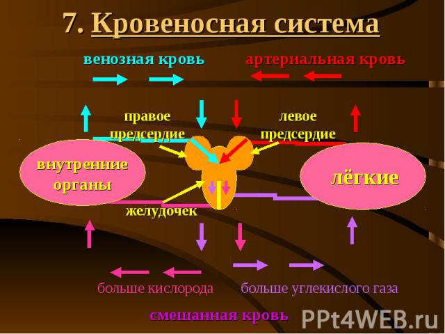 7. Кровеносная система