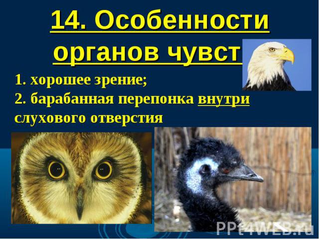 14. Особенности органов чувств: