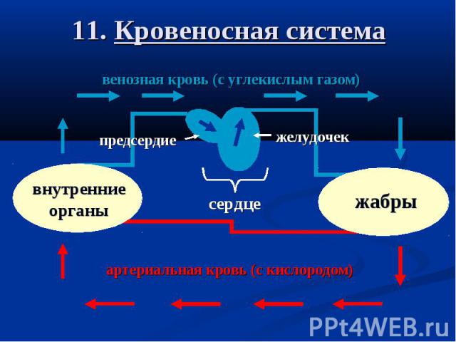 11. Кровеносная система