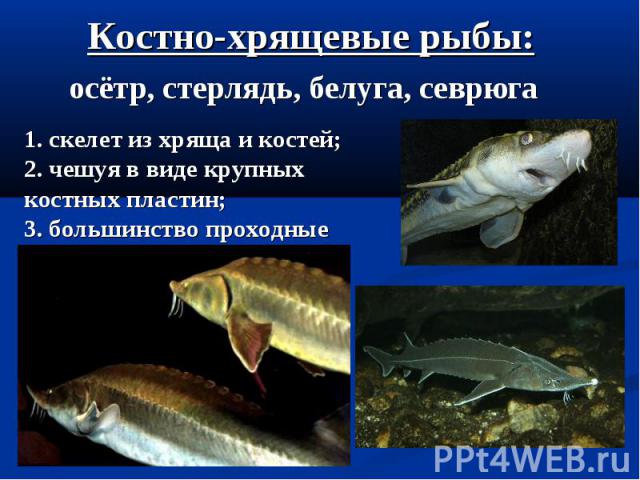 Костно-хрящевые рыбы:
