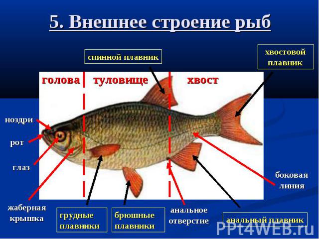 5. Внешнее строение рыб