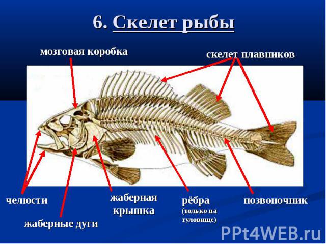 6. Скелет рыбы