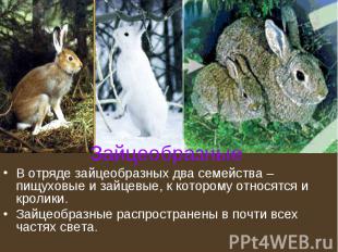 Зайцеобразные В отряде зайцеобразных два семейства – пищуховые и зайцевые, к кот