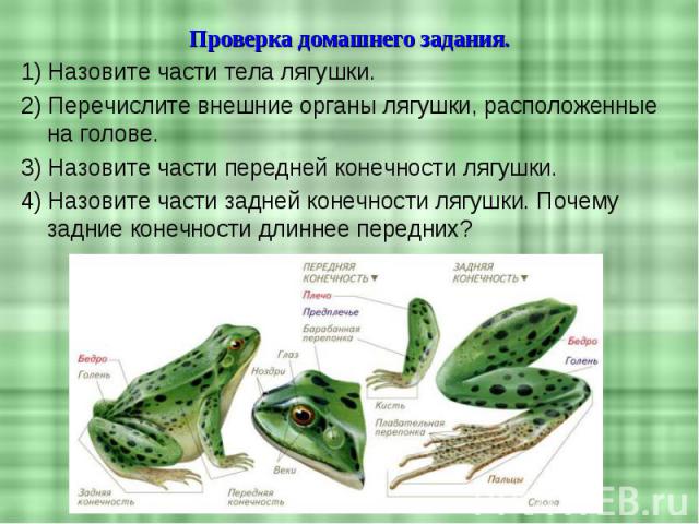 1) Назовите части тела лягушки. 1) Назовите части тела лягушки. 2) Перечислите внешние органы лягушки, расположенные на голове. 3) Назовите части передней конечности лягушки. 4) Назовите части задней конечности лягушки. Почему задние конечности длин…