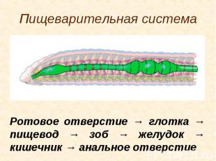 Ротовое отверстие → глотка → пищевод → зоб → желудок → кишечник → анальное отвер