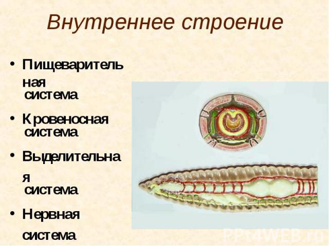 Пищеварительная Пищеварительная система Кровеносная система Выделительная система Нервная система Половая система