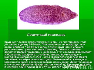 Печеночный сосальщик Крупные плоские паразитические черви, их листовидное тело д