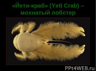 «Йети-краб» (Yeti Crab) – мохнатый лобстер