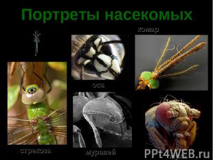 Портреты насекомых