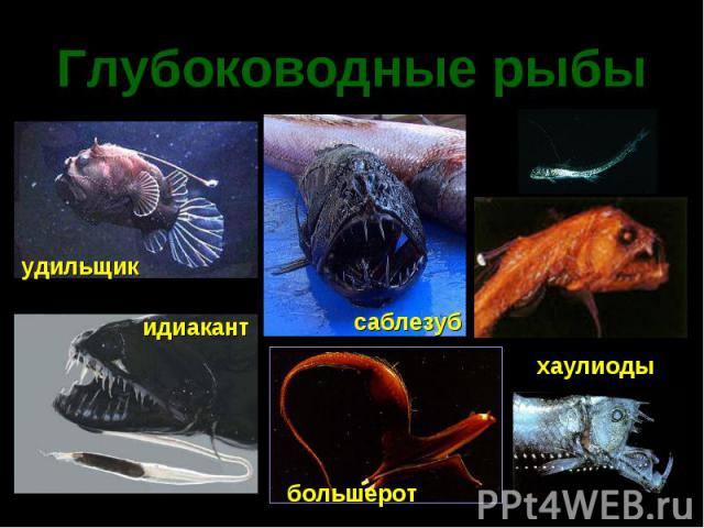 Глубоководные рыбы