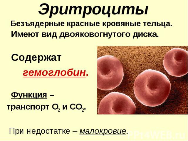 Безъядерные красные кровяные тельца. Безъядерные красные кровяные тельца. Имеют вид двояковогнутого диска. Содержат гемоглобин. Функция – транспорт О2 и СО2. При недостатке – малокровие.