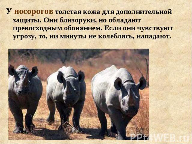 У носорогов толстая кожа для дополнительной защиты. Они близоруки, но обладают превосходным обонянием. Если они чувствуют угрозу, то, ни минуты не колеблясь, нападают. У носорогов толстая кожа для дополнительной защиты. Они близоруки, но обладают пр…