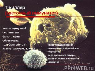 клетка иммунной клетка иммунной системы (на фотографии обозначена голубым цветом