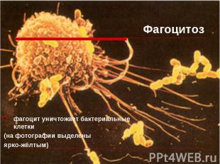 фагоцит уничтожает бактериальные клетки фагоцит уничтожает бактериальные клетки