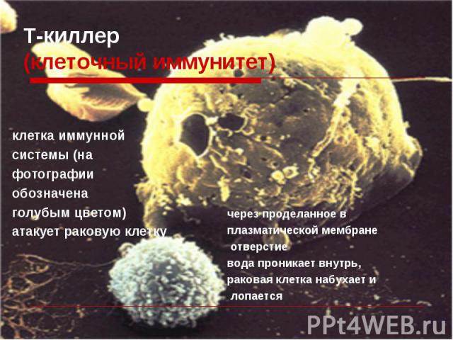 клетка иммунной клетка иммунной системы (на фотографии обозначена голубым цветом) атакует раковую клетку