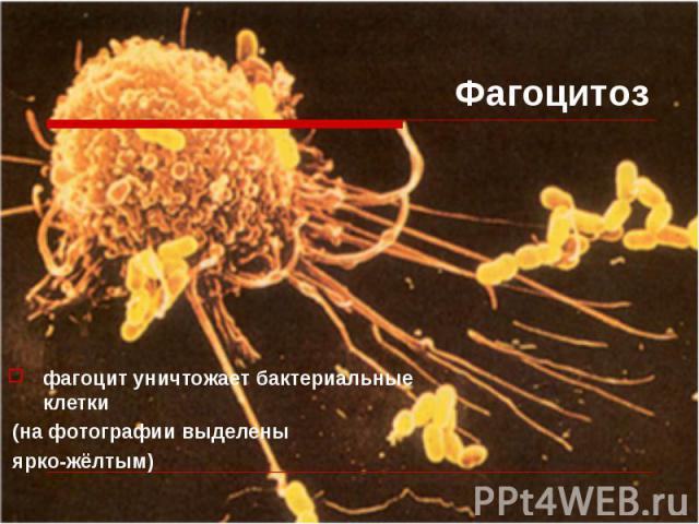 фагоцит уничтожает бактериальные клетки фагоцит уничтожает бактериальные клетки (на фотографии выделены ярко-жёлтым)