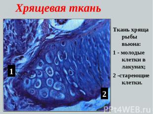 Хрящевая ткань Ткань хряща рыбы вьюна: 1 - молодые клетки в лакунах; 2 -стареющи