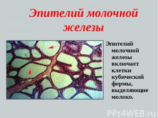 Эпителий молочной железы Эпителий молочной железы включает клетки кубической фор