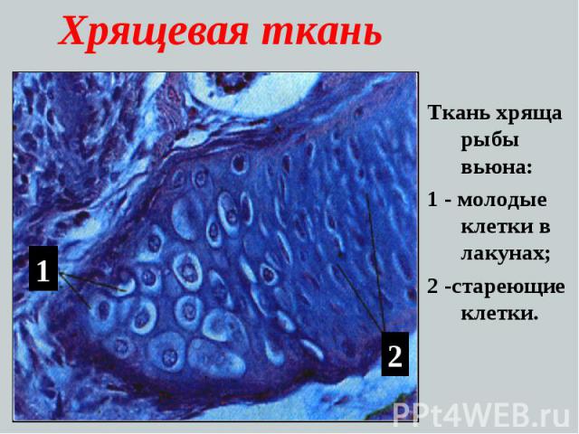 Хрящевая ткань Ткань хряща рыбы вьюна: 1 - молодые клетки в лакунах; 2 -стареющие клетки.