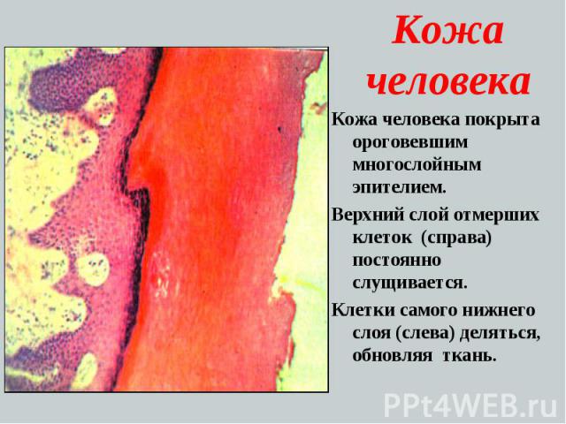 Кожа человека Кожа человека покрыта ороговевшим многослойным эпителием. Верхний слой отмерших клеток (справа) постоянно слущивается. Клетки самого нижнего слоя (слева) деляться, обновляя ткань.
