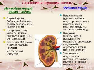 Мочеобразующий орган – почка. Мочеобразующий орган – почка. Парный орган бобовид