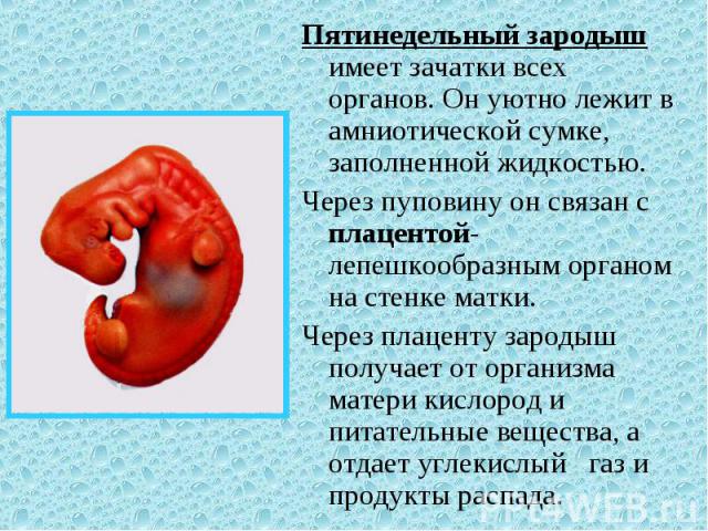 Пятинедельный зародыш имеет зачатки всех органов. Он уютно лежит в амниотической сумке, заполненной жидкостью. Пятинедельный зародыш имеет зачатки всех органов. Он уютно лежит в амниотической сумке, заполненной жидкостью. Через пуповину он связан с …