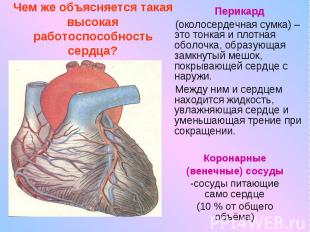 Чем же объясняется такая высокая работоспособность сердца?