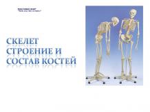 Скелет. Строение и состав костей