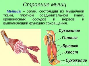 Мышца – орган, состоящий из мышечной ткани, плотной соединительной ткани, кровен