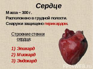 Строение стенки сердца: Строение стенки сердца: Эпикард Миокард Эндокард