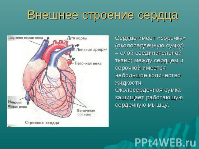 Сердце имеет «сорочку» (околосердечную сумку) – слой соединительной ткани; между сердцем и сорочкой имеется небольшое количество жидкости. Околосердечная сумка защищает работающую сердечную мышцу. Сердце имеет «сорочку» (околосердечную сумку) – слой…