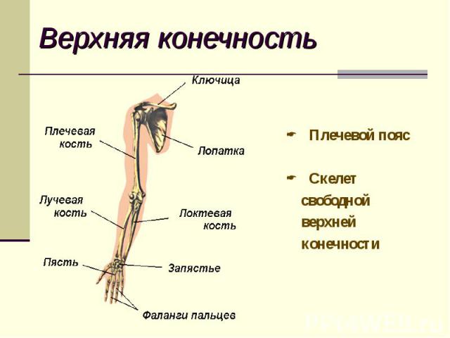 Плечевой пояс Плечевой пояс Скелет свободной верхней конечности