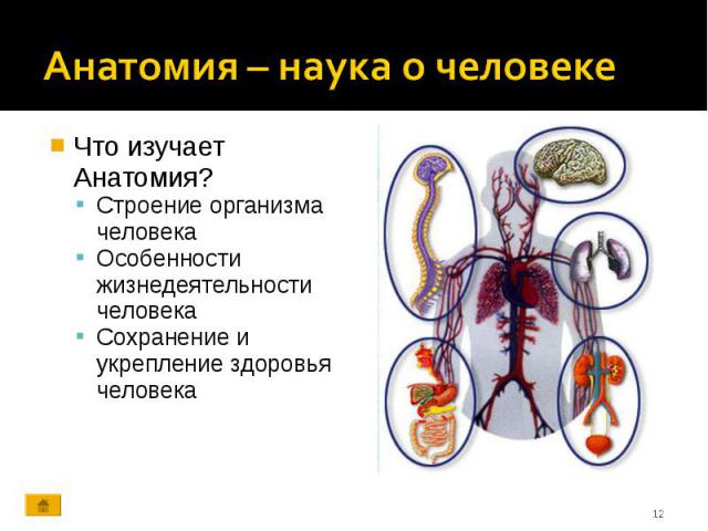 Что изучает Анатомия? Что изучает Анатомия? Строение организма человека Особенности жизнедеятельности человека Сохранение и укрепление здоровья человека