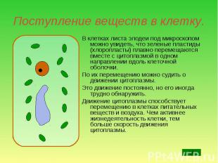 В клетках листа элодеи под микроскопом можно увидеть, что зеленые пластиды (хлор