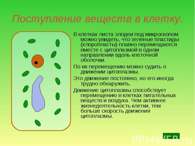 В клетках листа элодеи под микроскопом можно увидеть, что зеленые пластиды (хлоропласты) плавно перемещаются вместе с цитоплазмой в одном направлении вдоль клеточной оболочки. В клетках листа элодеи под микроскопом можно увидеть, что зеленые пластид…