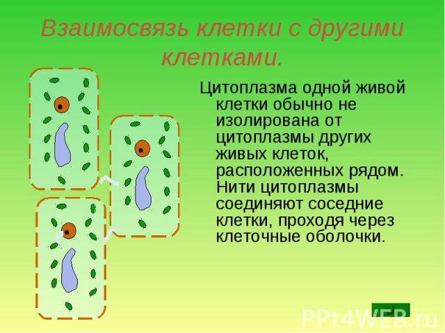 Соседняя клетка. Взаимосвязь клеток. Движение цитоплазмы. Жизнедеятельность растительной клетки движение цитоплазмы. Движение цитоплазмы в растительной клетке рисунок.