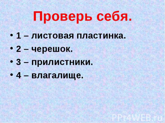 1 – листовая пластинка. 1 – листовая пластинка. 2 – черешок. 3 – прилистники. 4 – влагалище.