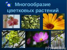 Многообразие цветковых растений