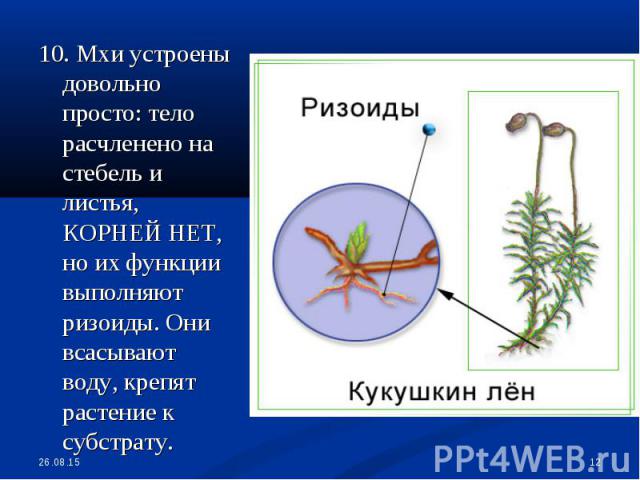 10. Мхи устроены довольно просто: тело расчленено на стебель и листья, КОРНЕЙ НЕТ, но их функции выполняют ризоиды. Они всасывают воду, крепят растение к субстрату. 10. Мхи устроены довольно просто: тело расчленено на стебель и листья, КОРНЕЙ НЕТ, н…