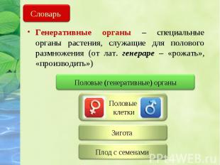 Генеративные органы – специальные органы растения, служащие для полового размнож