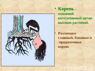 Корень - основной вегетативный орган высших растений. Корень - основной вегетати