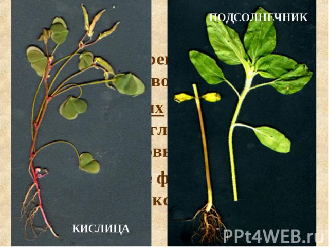 Главный корень развивается из зародышевого корешка. У двудольных и голосеменных растений от главного корня отходят боковые корни. В результате формируется стержневая корневая система.