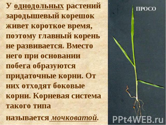 У однодольных растений зародышевый корешок живет короткое время, поэтому главный корень не развивается. Вместо него при основании побега образуются придаточные корни. От них отходят боковые корни. Корневая система такого типа называется мочковатой.