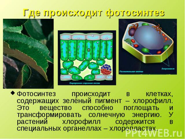 Фотосинтез происходит в клетках, содержащих зелёный пигмент – хлорофилл. Это вещество способно поглощать и трансформировать солнечную энергию. У растений хлорофилл содержится в специальных органеллах – хлоропластах. Фотосинтез происходит в клетках, …