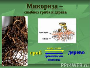 Микориза – симбиоз гриба и дерева